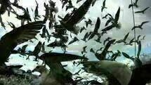 Leviathan Leviathan