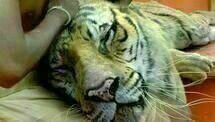 Life of Pi 07 Life of Pi 07