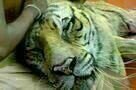 Life of Pi 07