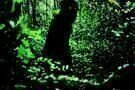 Lung-Boonmee-Raluek-Chat-1