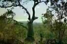 Makala - Trailer