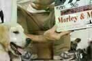 Marley &amp; Ich