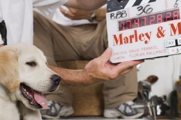 Marley &amp; Ich