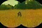 Moonrise Kingdom - Trailer