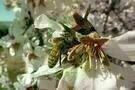 More than Honey 01