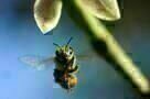 More than Honey