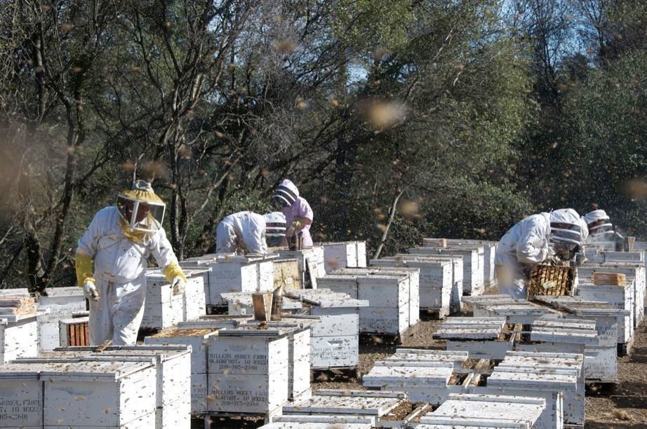 More than Honey 05