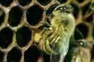 More than Honey 10