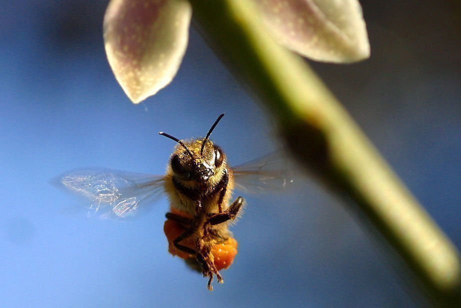 More than Honey