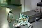 Mr. Poppers Pinguine 01