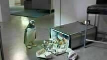 Mr. Poppers Pinguine 01