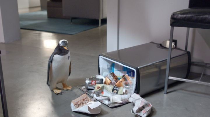 Mr. Poppers Pinguine 01