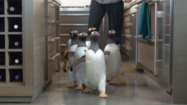 Mr. Poppers Pinguine 02
