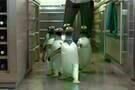 Mr. Poppers Pinguine 02