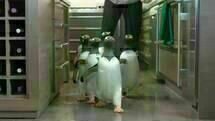 Mr. Poppers Pinguine 02