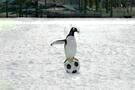 Mr. Poppers Pinguine 03