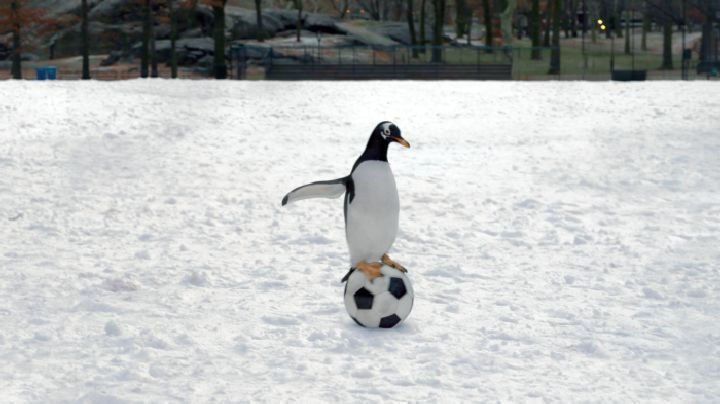 Mr. Poppers Pinguine 03