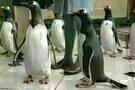 Mr. Poppers Pinguine 04