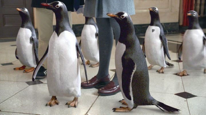Mr. Poppers Pinguine 04
