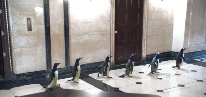 Mr. Poppers Pinguine 05