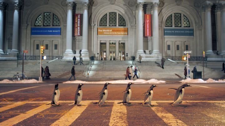 Mr. Poppers Pinguine 06