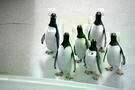 Mr. Poppers Pinguine 07
