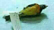 Natural History 01