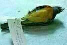 Natural History 01