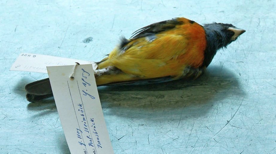 Natural History 01