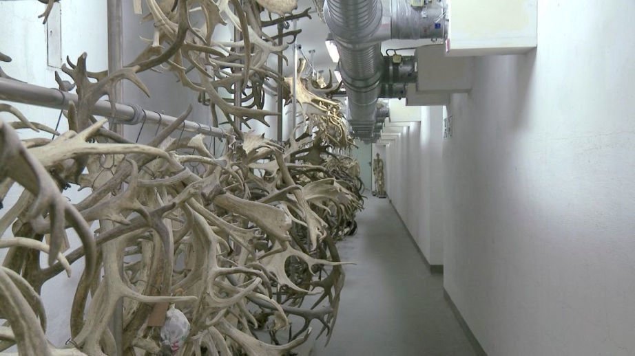 Natural History 02