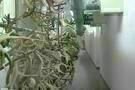 Natural History 02