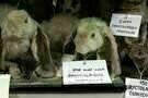 Natural History 03