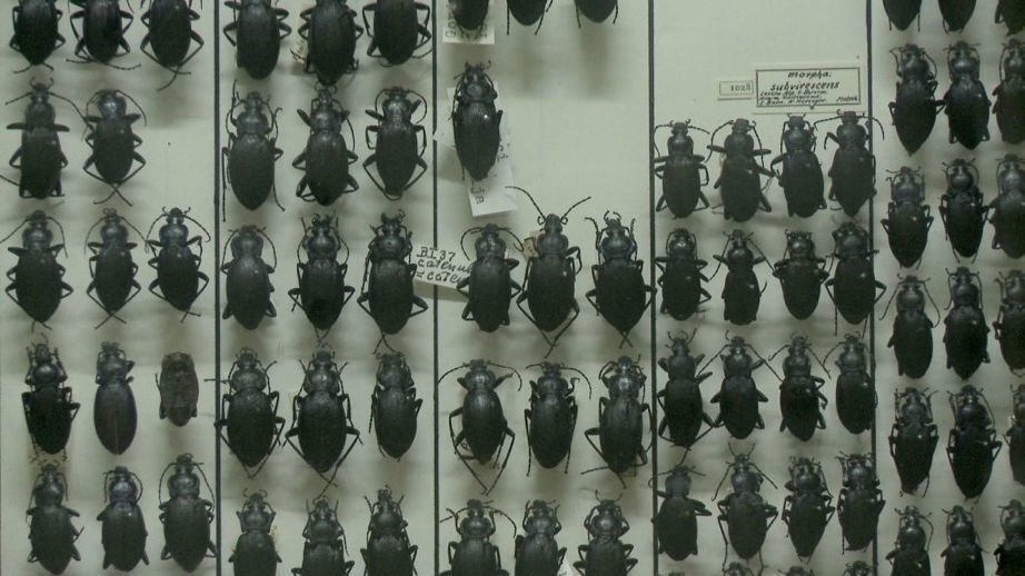 Natural History 04