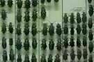 Natural History 04
