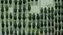 Natural History 04