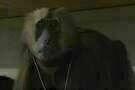 Natural History 06