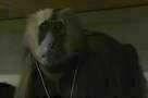 Natural History 06
