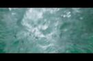 Night Swim - Trailer