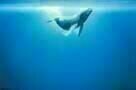 Oceans