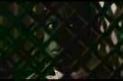 Paulette - Trailer