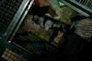 Planet of the Apes 06