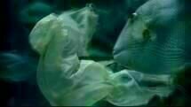 Plastic Bag 04 Plastic Bag 04