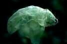 Plastic Bag 05