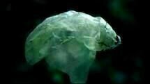 Plastic Bag 05 Plastic Bag 05