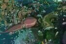 Ponyo
