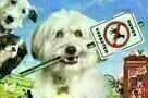 Pudsey - Ein tierisch cooler Held - Plakat