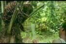 Rebelle - Ausschnitt 2