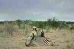 Safari