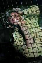SAW6