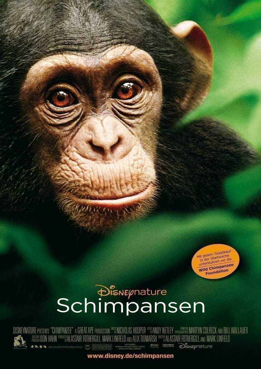 Schimpansen - Plakat